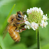 Western Honey Bee