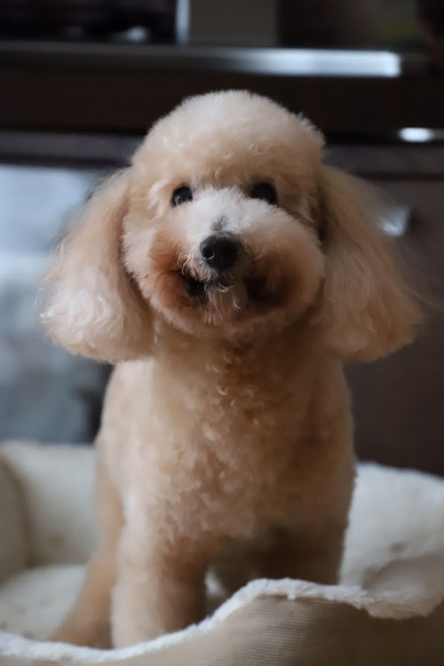 A3 セダンのKW・Hyperforged・お買物・雨の日のドライブに関するカスタム事例の投稿画像4枚目