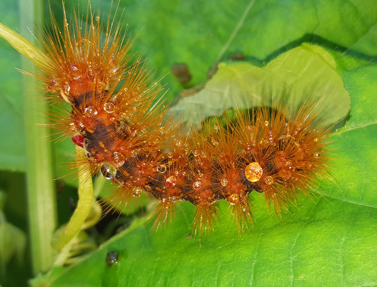 Moth Caterpillar