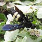 Double-banded Scoliid Wasp