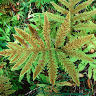 Sensitive Fern