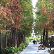 菁芳園 Tenway Garden／花園餐廳／落羽松