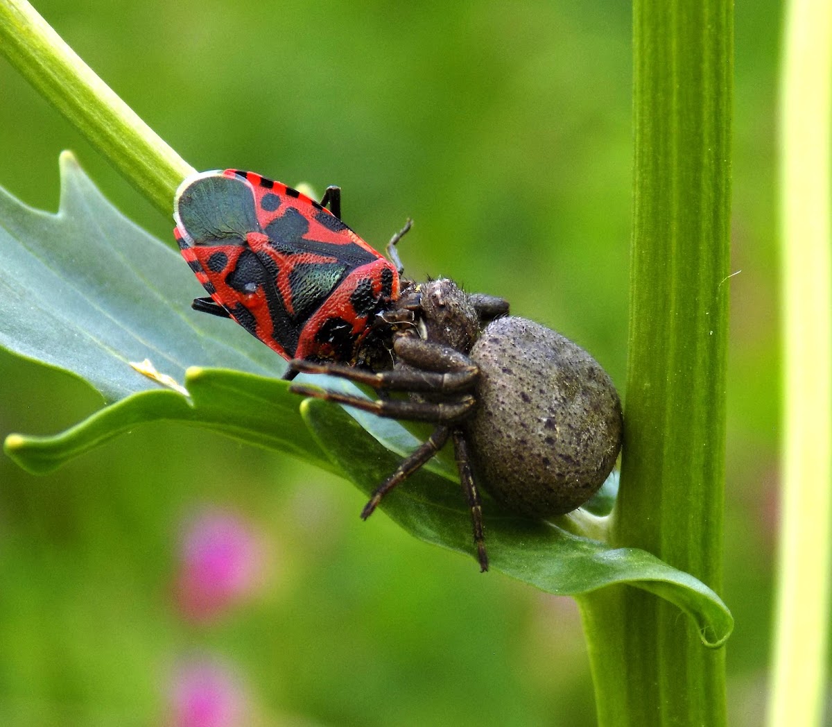 Forest Crab Spider