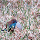 Red-cheeked cordon-bleu