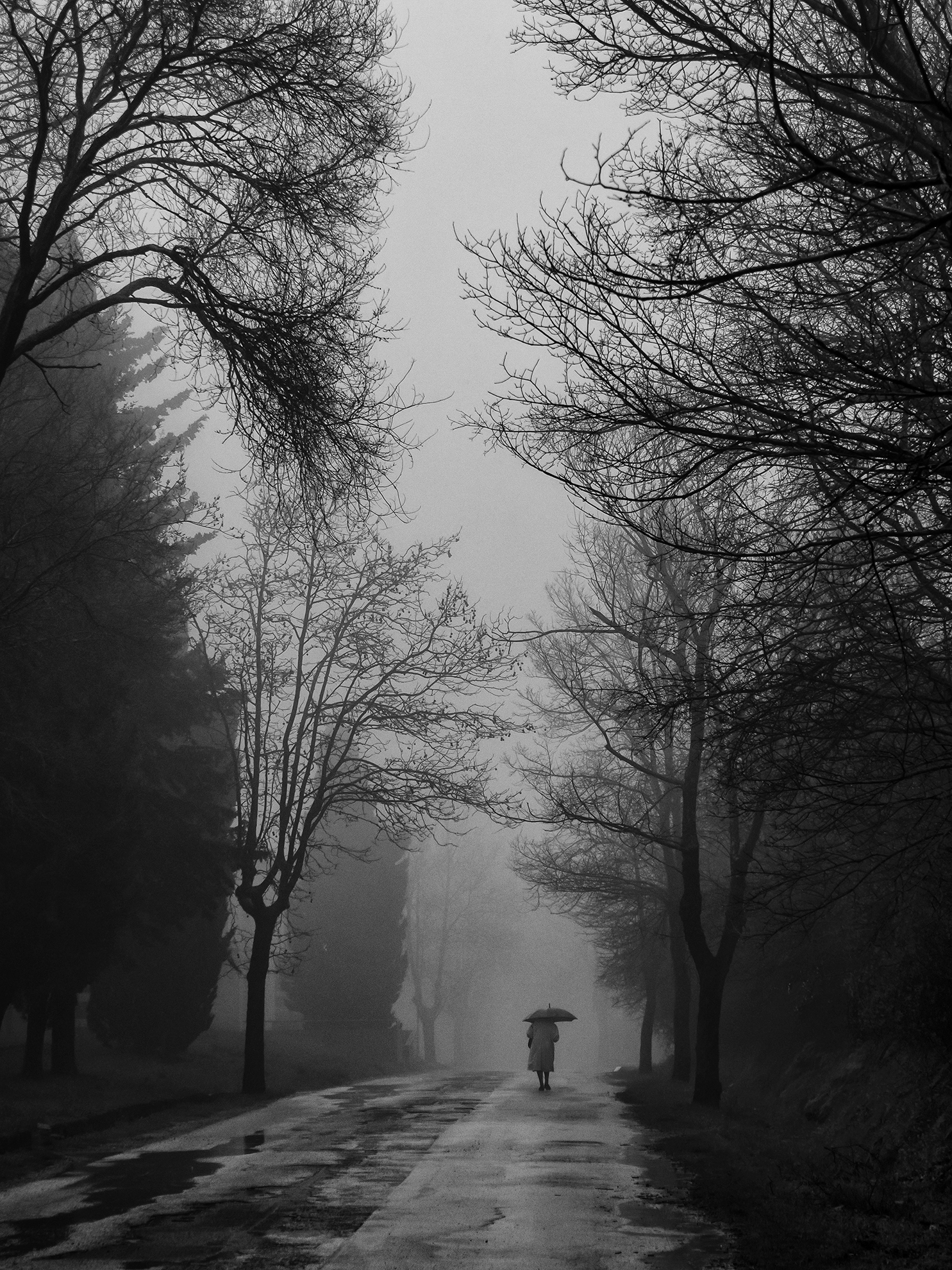 il viale di fabio_sartori