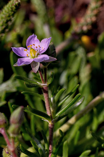 Spergularia rupicola