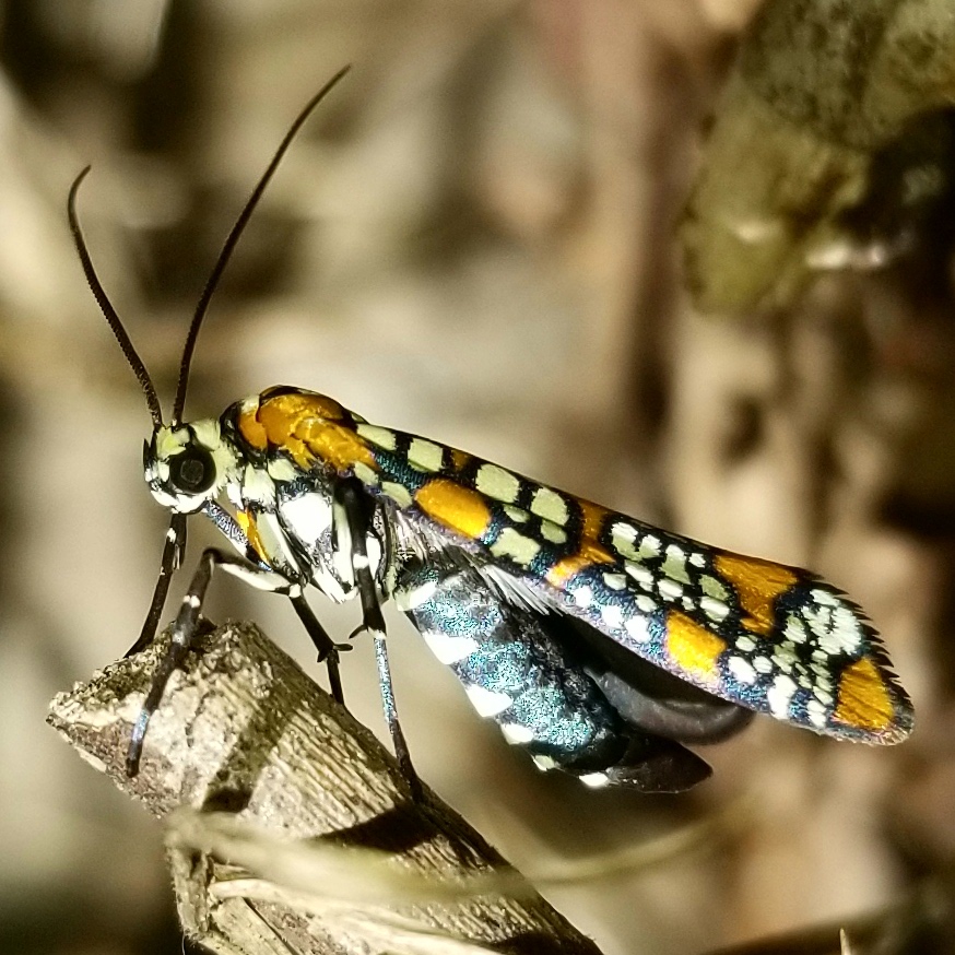 Ailanthus Webworm Moth