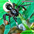 Drapes Wolf Spider, female