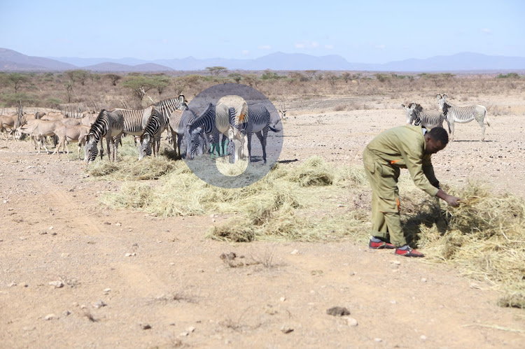 Grevy Zebra Trust team distributes hay to the zebras at Buffalo Springs National Reserve, Isiolo on October 25, 2022.