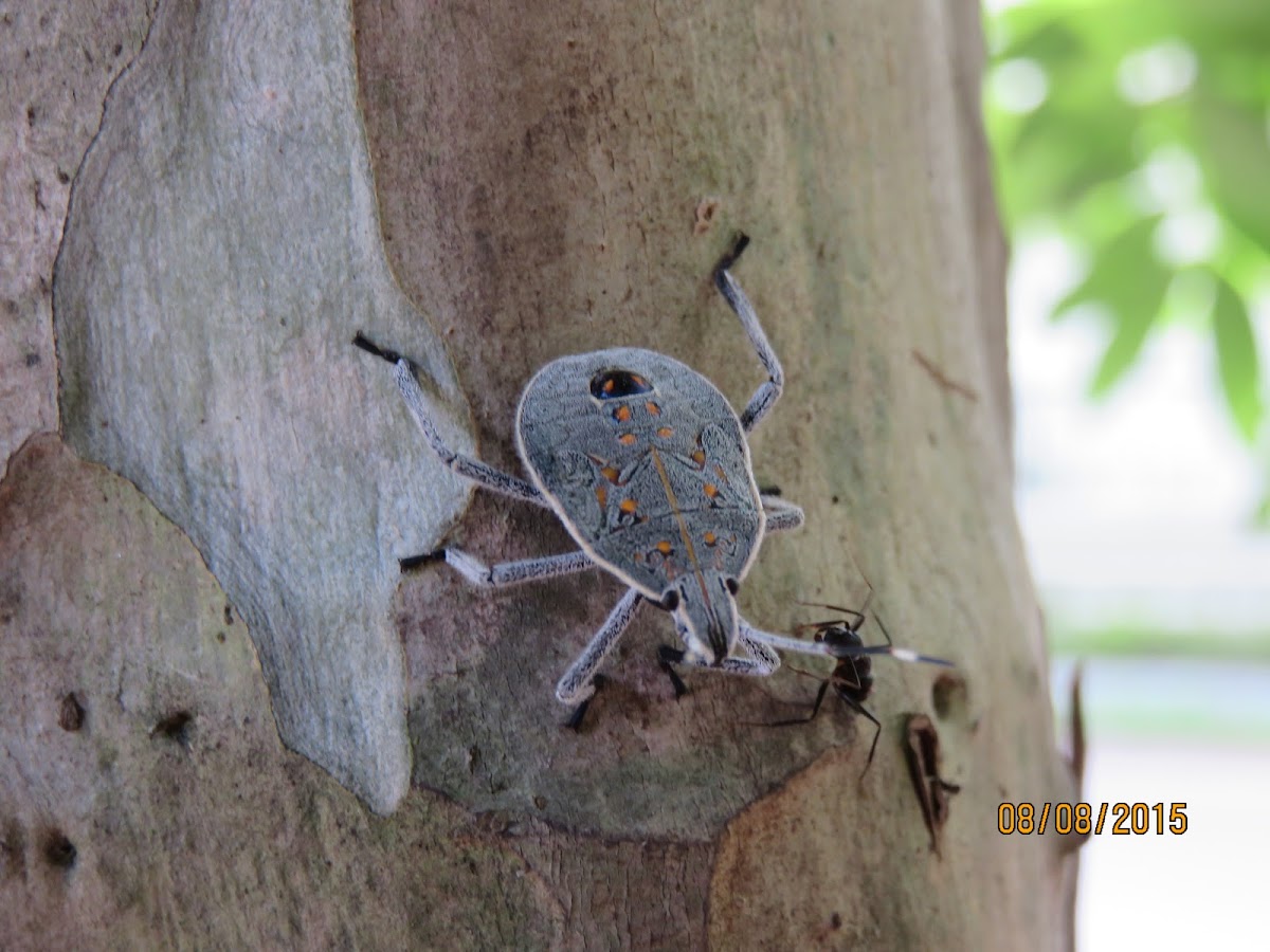 Shield Bug