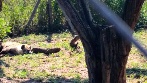 Lion Park South Africa 2015