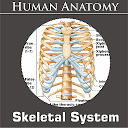 Skeletal System for firestick