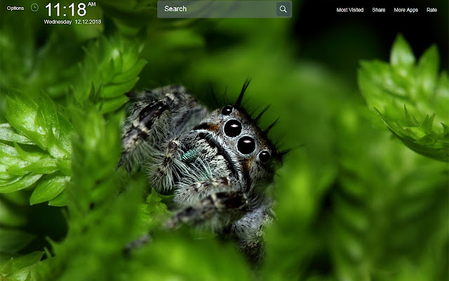 Spider Wallpapers Theme New Tab