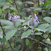 Blue crossandra