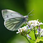 Green-veined White