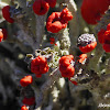 British Soldiers Lichen