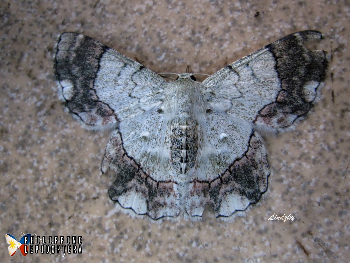 Geometrid Moth