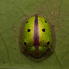 Tortoise beetle