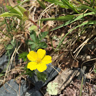 Dwarf Cinquefoil