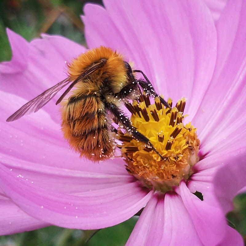 L'impollinazione di Monica_Saba