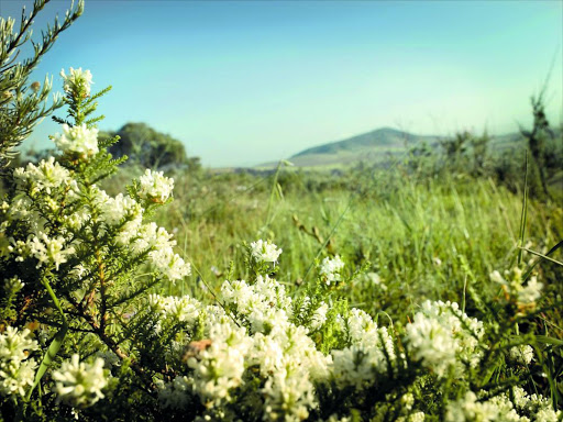 Fynbos. File photo.