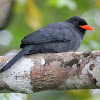 Black-fronted Nunbird