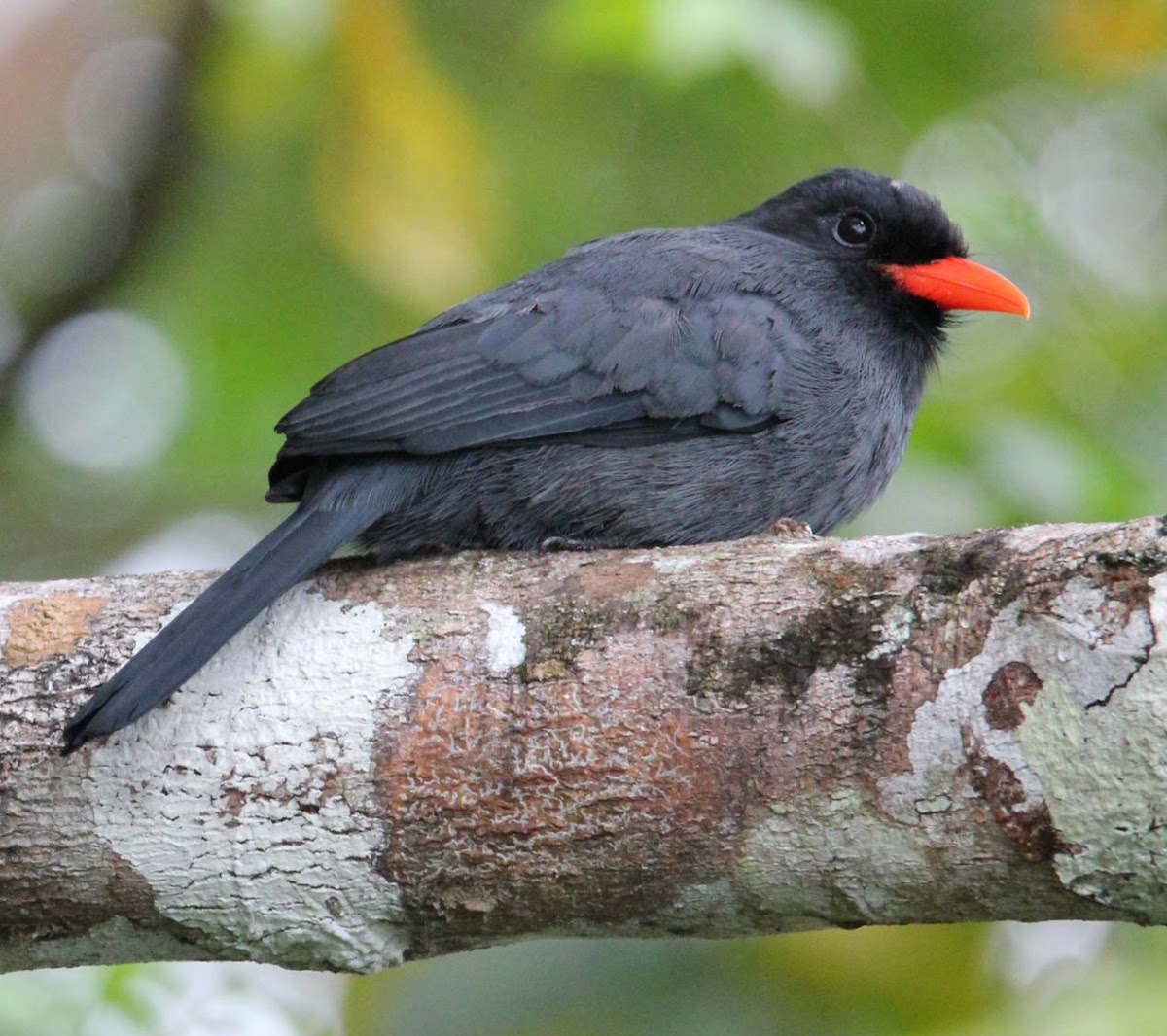 Black-fronted Nunbird