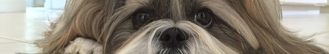 Lacey Shih Tzu Banner