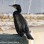 Cormorant