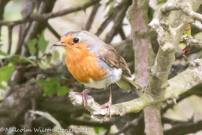 Robin