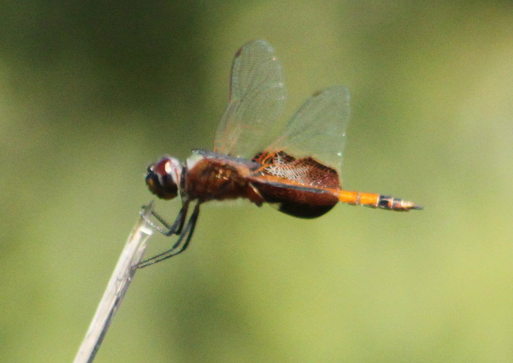 Red Saddlebags Skimmer Dragonfly