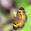 Silvery Checkerspot