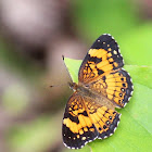 Silvery Checkerspot