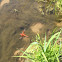 Flame skimmer