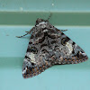 White-spotted Owl Moth