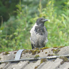 Hooded Crow