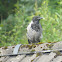 Hooded Crow