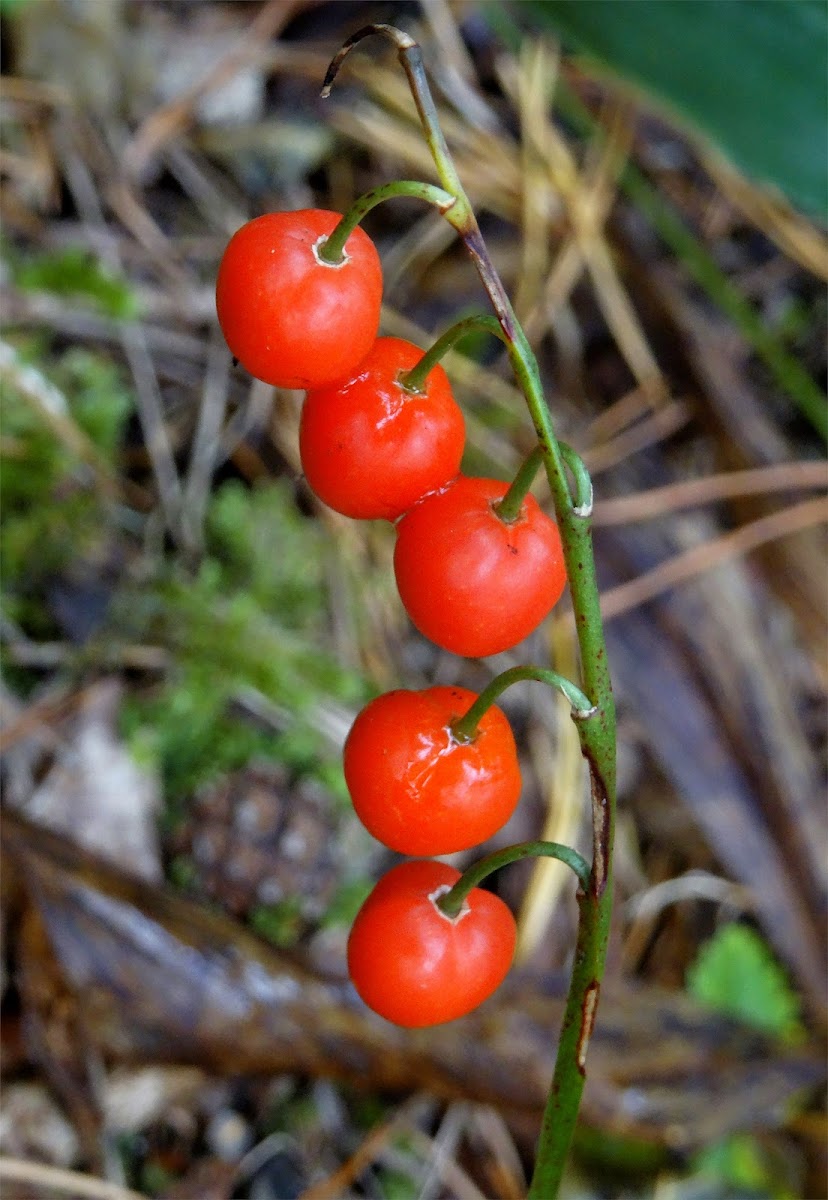 Lily of the Valley berries