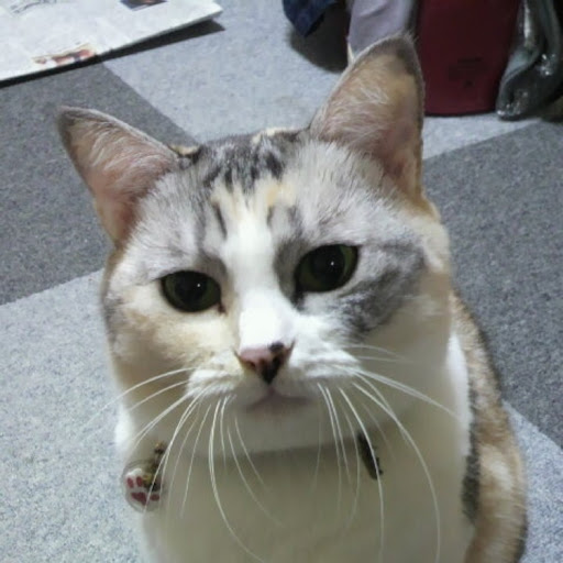 あどぱぱのプロフィール画像