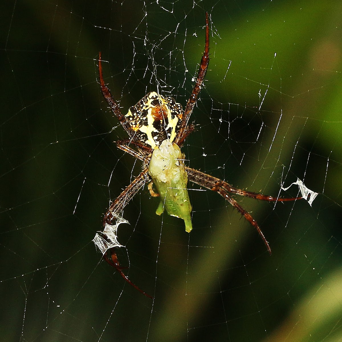 Signature Spider with Prey