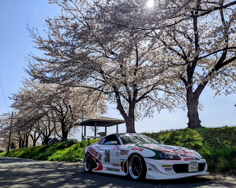 スープラの青森県ユーザー・サクラと愛車・ドライブに関するカスタム事例の投稿画像1枚目