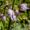 Nodding Onion