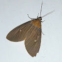 Tropical Tiger Moth