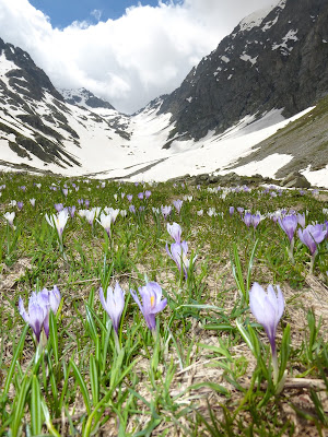 i primi della primavera di spirito