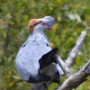 Top Knot Pigeon