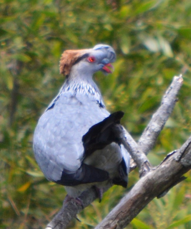 Top Knot Pigeon