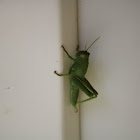 Common Green Grasshoper