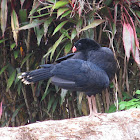 Salvin's curassow