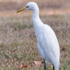 Cattle Egret