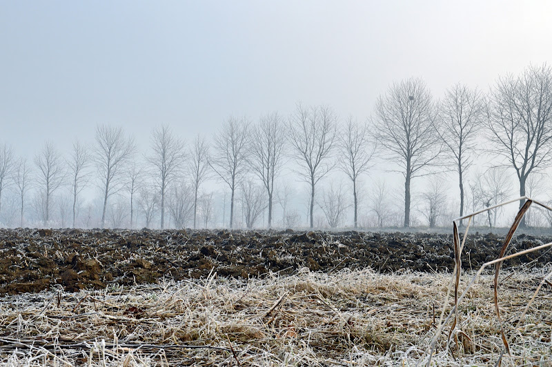 gennaio in campagna di tatiana morello